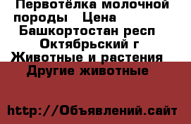 Первотёлка молочной породы › Цена ­ 60 000 - Башкортостан респ., Октябрьский г. Животные и растения » Другие животные   